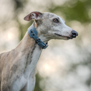 Storm Blue Biothane Collar