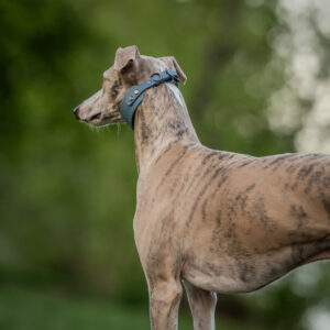 Storm Blue Biothane Collar