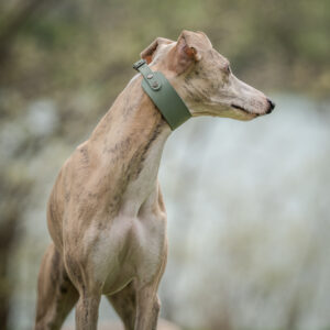 Dusty Olive Biothane Collar