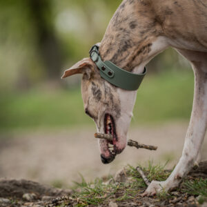 Dusty Olive Biothane Collar