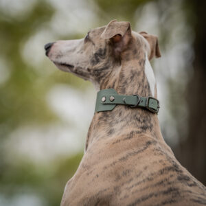 Dusty Olive Biothane Collar