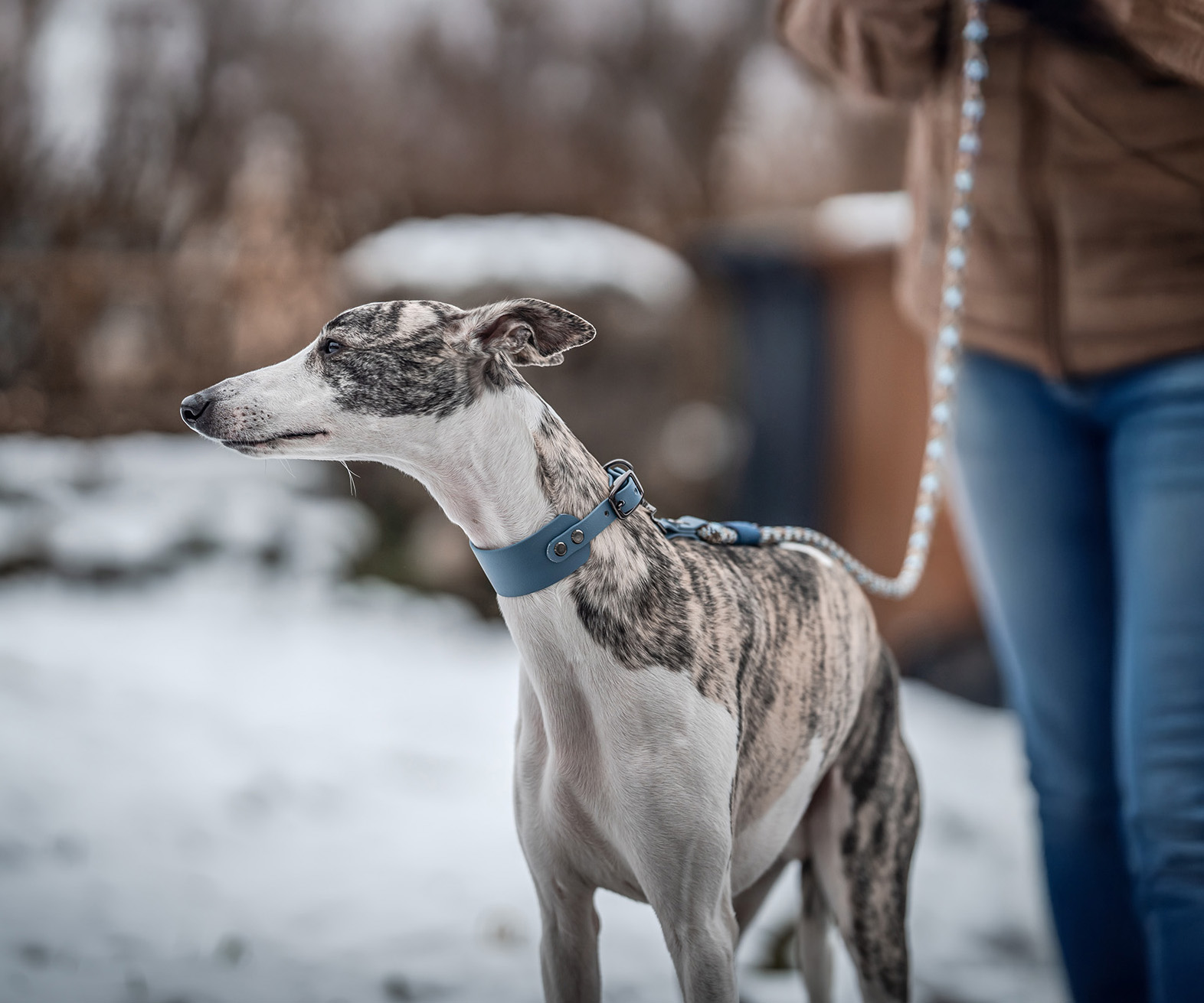 Whippet wearing a blue collar and leash