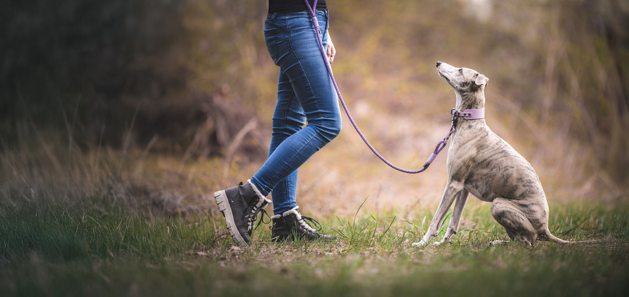 A brindle and white whippet sitting in front of owner, wearing light lilac collar and leash
