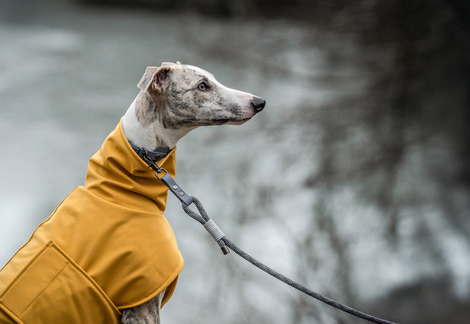 Whippet wearing a yellow jacket