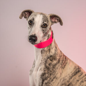 Neon pink biothane collar