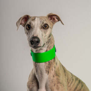 Green whippet collar