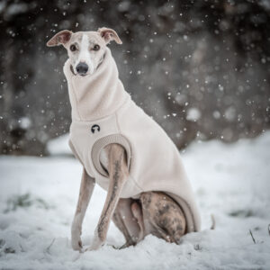 Whippet sweater snuggle